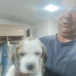 Beagle – Gyönyörű kölykök
