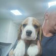 Beagle – Gyönyörű kölykök