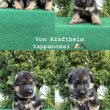 Német juhász kiskutyák elérhetők!
