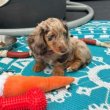 Sausage dwarf dachshund puppies for sale