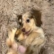 Sausage dwarf dachshund puppies for sale