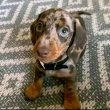 Sausage dwarf dachshund puppies for sale