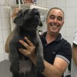 Cane corso ready for new homes 