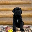 Cane corso ready for new homes 