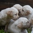 Golden retriever kiskutyák
