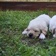 Golden retriever kiskutyák