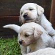 Golden retriever kiskutyák