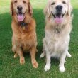 Golden Retrievers fir sale 