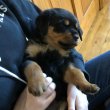 German Rottweiler puppies for adoption 