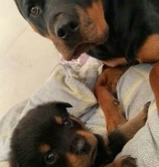 German Rottweiler puppies for adoption 