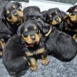 German Rottweiler puppies for adoption 