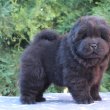 Törzskönyves, minőségi chow chow (csau csau)