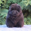 Törzskönyves, minőségi chow chow (csau csau)