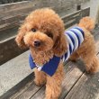Poodle puppies for adoption or adoption 