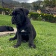 Registered pure breed cane corso puppies 
