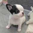 Chihuahua puppies for sale 
