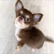 Chihuahua puppies for sale 