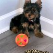 Yorkshire puppies for sale 