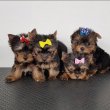 Yorkshire puppies for sale 