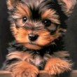 Yorkshire puppies for sale 