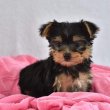 Yorkshire puppies for sale 