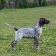Rövid szőrű vizsla 