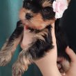 Yorkshire terrier 