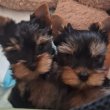Yorkshire terrier 