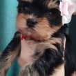 Yorkshire terrier 
