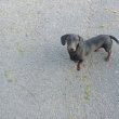 Tacskó kan kutya 