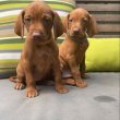  Vizsla puppies 