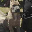 Cane Corso – Formentino kan kölykök eladók
