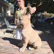Cane Corso – Formentino kan kölykök eladók