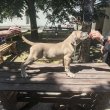 Cane Corso – Formentino kan kölykök eladók