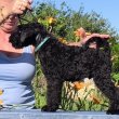 Kerry Blue Terrier Badacsonyalja FCI reg.