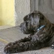 Kerry Blue Terrier Badacsonyalja FCI reg.