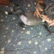 5 hetes bandog és Kanári szigeteki kiskutyák