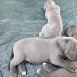 5 hetes bandog és Kanári szigeteki kiskutyák
