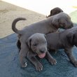 5 hetes bandog és Kanári szigeteki kiskutyák
