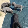 5 hetes bandog és Kanári szigeteki kiskutyák