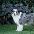 Blue merle Border Collie szerető családot keres