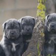 Cane corso kiskutyák