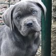 Cane corso kiskutyák