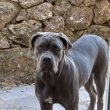 Cane corso kiskutyák