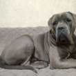 Cane corso kiskutyák
