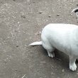 Jack Russell terier 06202115757