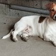 Jack Russell terier 06202115757