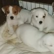 Jack Russell terier 06202115757