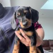 Dachshund puppies 