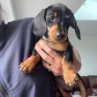 Dachshund puppies 